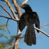 Kukacka ryhozoba - Crotophaga sulcirostris - Groove-billed Ani 8217